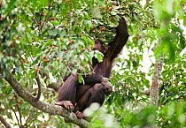 Adult Chimpanzee in fruiting tree with wire snare damaged hand, in fruiting tree (Pan troglodytes schweinfurthii). Tongo, Virunga National Park, Kivu, Democratic Republic of Congo