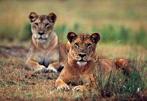Lionesses (Panthera leo) resting, Rwindi sector of the Virunga National Park, Democratic Republic of Congo.