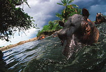 Hippopotamus (Hippopotamus amphibius) in Rutshuru river with approaching storm, taken before the massive slaughter of hippos in the region at the start of the deterioration of stability during the ove...