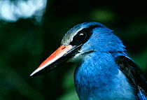 Blue-breasted Kingfisher (Halcyon malimbicus) portrait, Tongo, Virunga National Park, Kivu, Democratic Republic of Congo