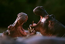 Hippopotamuses fighting (Hippopotamus amphibius) taken before major crash in numbers in the 1990s due to political instability and hunting. Rwindi sector of the Virunga National Park. Democratic Repub...
