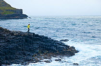 Tourist walking along the coast of Giant's Causeway, UNESCO World Heritage Site, County Antrim, Northern Ireland, Europe, June 2011