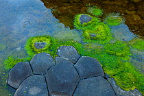 Algae on the basalt rocks of Giant's Causeway, UNESCO World Heritage Site, County Antrim, Northern Ireland, Europe, June 2011