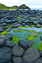 Giant's Causeway, UNESCO World Heritage Site, County Antrim, Northern Ireland, Europe, June 2011