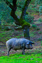 Iberian black pig, Sierra de Aracena Natural Park, Huelva, Andalucia, Spain, Europe. Breed used to produce Iberico ham / Jamon Iberico