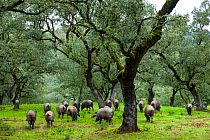 Iberian black pigs foraging in oak woodland, Sierra de Aracena Natural Park, Huelva, Andalucia, Spain, Europe. Breed used to produce Iberico ham / Jamon Iberico