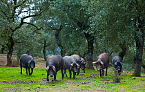 Iberian black pigs foraging in oak woodland, Sierra de Aracena Natural Park, Huelva, Andalucia, Spain, Europe. Breed used to produce Iberico ham / Jamon Iberico
