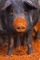 Iberian pig with mud covered snout, Sierra de Aracena Natural Park, Huelva, Andalucia, Spain, Europe. Breed used to produce Iberico ham / Jamon Iberico