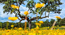 Buttercups (Ranunculus) iflower in field, with Evergreen oak (Quercus ilex) in the background. Spain, May