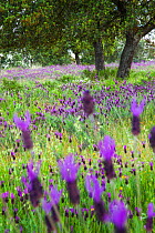 Lavender flowers in spring Dehesa, Extremadura, Spain, April