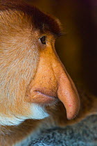 Profile portrait of  Proboscis monkey (Nasalis larvatus) Sabah, Malaysia, Borneo.