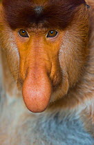 Proboscis monkey (Nasalis larvatus) face close up,  Sabah, Malaysia, Borneo