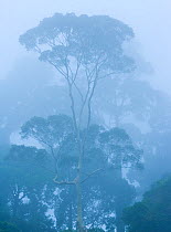 View of tropical rainforest trees shrouded in mist, Danum Valley Conservation Area, Borneo, Malaysia.