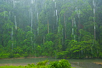 Tropical rainforest trees in heavy rain, Danum Valley Conservation Area, Borneo, Malaysia.