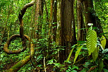 Tropical rainforest trees, Danum Valley Conservation Area, Borneo, Malaysia.