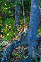 Three Proboscis monkeys (Nasalis larvatus) sitting on a Mangrove tree root, Sabah Malaysia, Borneo.