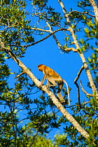Proboscis monkey (Nasalis larvatus) climbing up a Mangrove tree, Sabah Malaysia, Borneo.