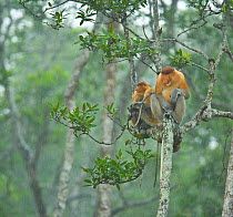 Proboscis monkeys (Nasalis larvatus) sitting in a Mangrove tree in the rain, Sabah, Malaysia, Borneo.