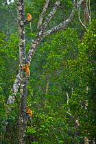 Proboscis monkeys (Nasalis larvatus) climbing up and sitting in a Mangrove tree in the rain, Sabah, Malaysia, Borneo.