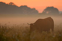 Limia cow (Bos taurus) at sunrise, Aurochs breeding site run by The Taurus Foundation, Keent Nature Reserve, The Netherlands, September.