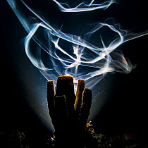 A long exposure renders Bar jacks (Carangoides ruber) as ghostly trails as they swim around a sponge, on a coral reef, at night. East End, Grand Cayman, Cayman Islands. Overall winner of GDT competiti...