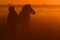 Exmoor ponies at sunrise, one of the oldest and most primitive horse breeds in Europe, Keent Nature Reserve, The Netherlands, September.