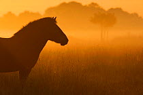 Exmoor pony at sunrise, one of the oldest and most primitive horse breeds in Europe, Keent Nature Reserve, The Netherlands, September.