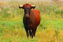 Pajuna cow (Bos taurus) at Aurochs breeding site run by The Taurus Foundation, Keent Nature Reserve, The Netherlands, September.