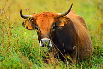Limia cow (Bos taurus) at Aurochs breeding site run by The Taurus Foundation, Keent Nature Reserve, The Netherlands.