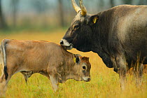 Maremmana primitive cow (Bos taurus) with crossbreed calf, Aurochs breeding site run by The Taurus Foundation, Keent Nature Reserve, The Netherlands.