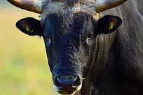 Second generation cross-breed bull (Bos taurus), Aurochs breeding site run by The Taurus Foundation, Keent Nature Reserve, The Netherlands.