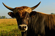 Second generation cross-breed bull (Bos taurus), Aurochs breeding site run by The Taurus Foundation, Keent Nature Reserve, The Netherlands.