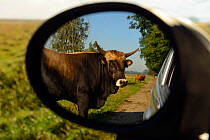 Second generation crossbreed bull (Bos taurus) seen from wing mirror, bred  for the Aurochs breeding site run by The Taurus Foundation, Keent Nature Reserve, The Netherlands.