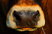 Limia cow (Bos taurus) close up of muzzle, Aurochs breeding site run by The Taurus Foundation, Keent Nature Reserve, The Netherlands.