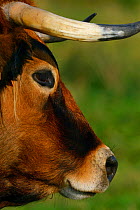 Limia cow (Bos taurus) profile Aurochs breeding site run by The Taurus Foundation, Keent Nature Reserve, The Netherlands.