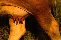 Limia cow (Bos taurus) udders, Aurochs breeding site run by The Taurus Foundation, Keent Nature Reserve, The Netherlands.