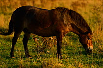 Exmoor pony grazing, one of the oldest and most primitive horse breeds in Europe, Keent Nature Reserve, The Netherlands, September.