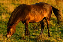 Exmoor ponies, one of the oldest and most primitive horse breeds in Europe, Keent Nature Reserve, The Netherlands.