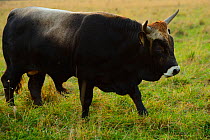 Second generation cross-breed bull (Bos taurus) bred for the Aurochs breeding site run by The Taurus Foundation, Keent Nature Reserve, The Netherlands, September.