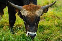 Second generation cross-breed bull (Bos taurus) bred for the Aurochs breeding site run by The Taurus Foundation, Keent Nature Reserve, The Netherlands.