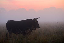 Second generation cross-breed bull (Bos taurus) profile in mist, Aurochs breeding site run by The Taurus Foundation, Keent Nature Reserve, The Netherlands, September.
