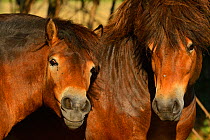 Exmoor ponies, one of the oldest and most primitive horse breeds in Europe, Keent Nature Reserve, The Netherlands, September.