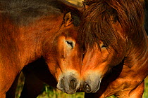 Exmoor ponies, one of the oldest and most primitive horse breeds in Europe, Keent Nature Reserve, The Netherlands, September.