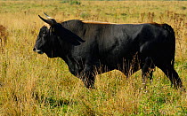 Second generation cross-breed bull (Bos taurus) profile, Aurochs breeding site run by The Taurus Foundation, Keent Nature Reserve, The Netherlands.