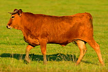 Limia cow (Bos taurus) profile, Aurochs breeding site run by The Taurus Foundation, Keent Nature Reserve, The Netherlands.