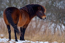 Exmoor pony (Equus caballus) in snow. Keent Nature Reserve, The Netherlands, January.