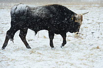 Bull (Bos taurus) in snow, Aurochs breeding site run by The Taurus Foundation, Keent Nature Reserve, The Netherlands.