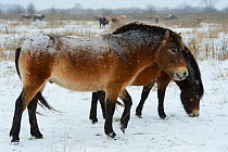 Exmoor ponies in snow, (Equus caballus) Aurochs breeding site run by The Taurus Foundation, Keent Nature Reserve, The Netherlands.