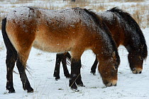 Exmoor pony in snow (Equus caballus) Aurochs breeding site run by The Taurus Foundation, Keent Nature Reserve, The Netherlands.