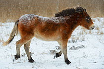 Exmoor pony in snow, (Equus caballus) Aurochs breeding site run by The Taurus Foundation, Keent Nature Reserve, The Netherlands.